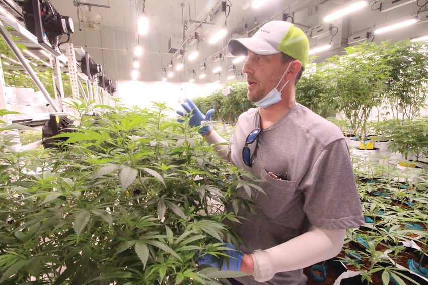 MOTHER PLANT: Kevin Rouleau, who oversees cultivation at OSCB is pictured with one of the plants used for cuttings to start new plants. He said lights in the growing rooms are kept on 24-7. When the plants reach maturity they are moved to another room where they get 12 hours of light and 12 hours of darkness that promotes them to flower. At the end of the cycle, the flowers are harvested.