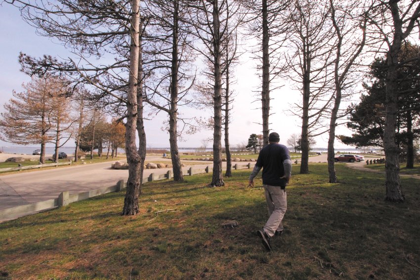 DEAD AND DYING: This stand of back pines greets park visitors.