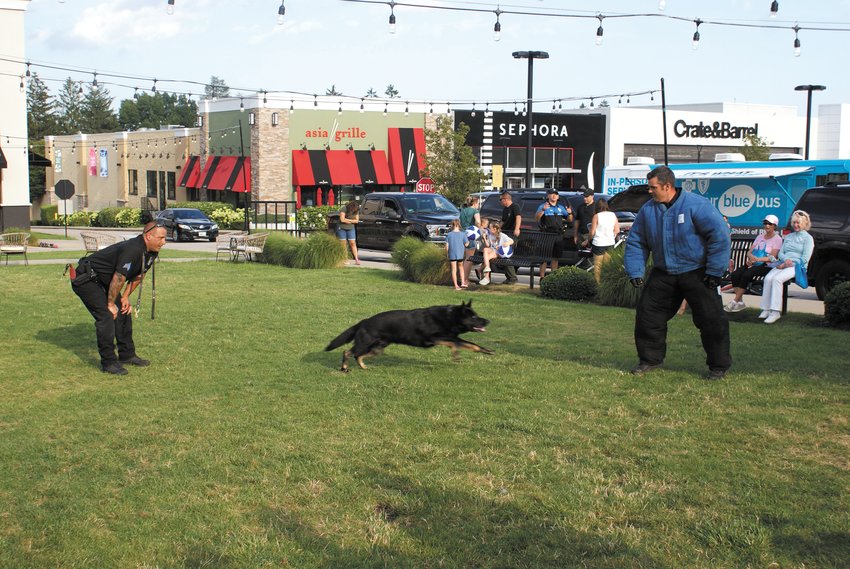 READY, SET, BITE: During the K-9 demonstration, Officer Gregg Bruno releases his dog Zeus to attack Officer Nate Bagshaw who is seen here in the &ldquo;Bite Suit.&rdquo;