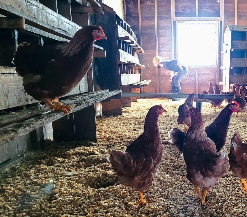 EGG-CEPTIONAL: Baffoni Poultry Farm in Johnston has several more than century-old two-story chicken houses. The farm has about 20,000 chickens. Of those, around 7-8,000 are egg-laying hens, according to owner Adam Baffoni. The chickens lay approximately 3-4,000 eggs per day.