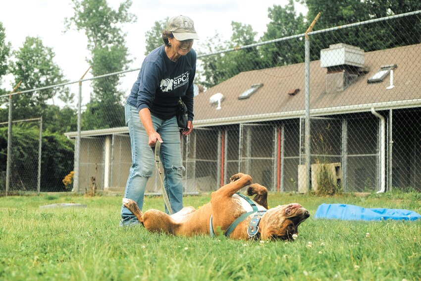 NEEDS A HOME: Volunteer Jean Carlson spends time in the yard of the Cranston Animal Shelter with Timmy, a two year old pit bull. The pit bulls at the shelter are some of the least likely to be adopted, with most having been in the kennel for months. (Cranston Herald photo by Will Steinfeld)