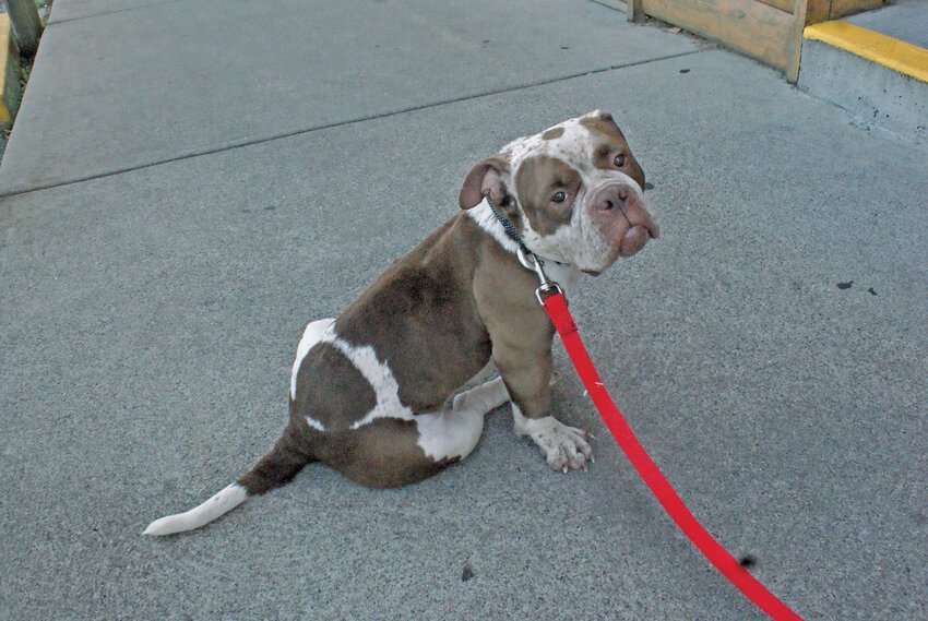 TAKE ME HOME: This three-year-old English bulldog named Tootsie also made new friends, and possibly a new home, by popping by the pup&hellip; We mean pub.