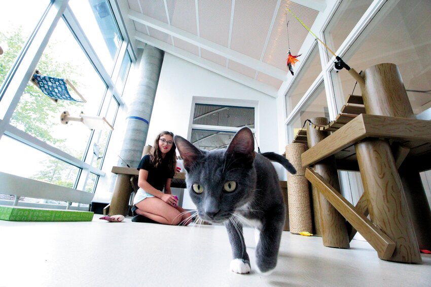 A CAT&rsquo;s CURIOSITY: Ella Simpson played with cats as her parents considered adopting. This one was especially intrigued by the camera. (Warwick Beacon photo)