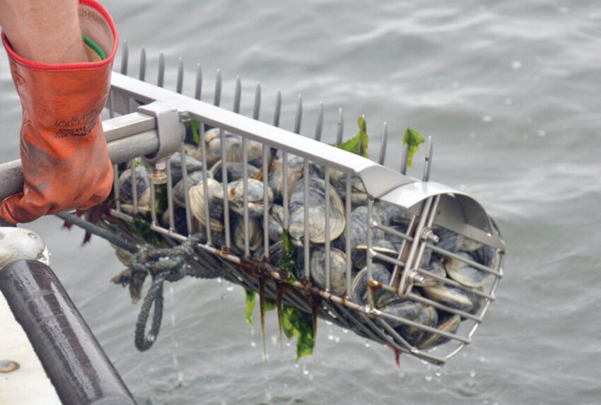 QUAHOG CONCERN: Quahog landings are not what they used to be over 10 years ago. A special study commission that meets for the first time Tuesday at the State House will be looking to find out why. (Rhode Island Sea Grant)