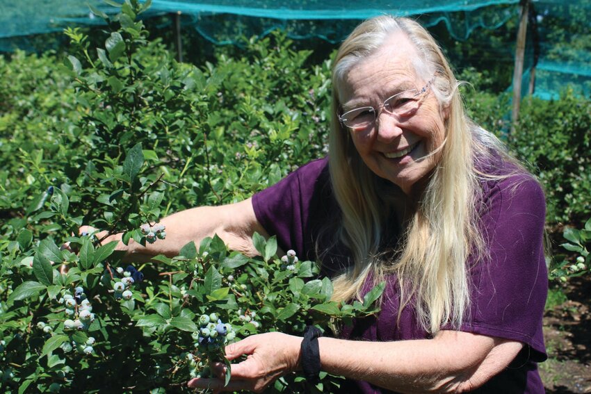 SHOWING OFF: Farm owner Nancy Cornish shows off her blueberry bushes, with plenty of ripe berries for early season pickers.