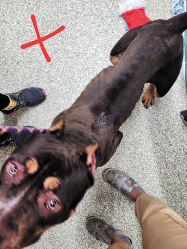 EYES TELL A STORY: One of four emancipated dogs now at the Warwick Animal Shelter looks at the camera.  (Photo by Ann Corvin)