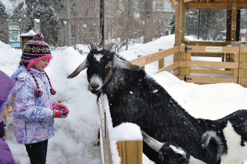 There's much to enjoy at Roger Williams Park Zoo during the winter months.