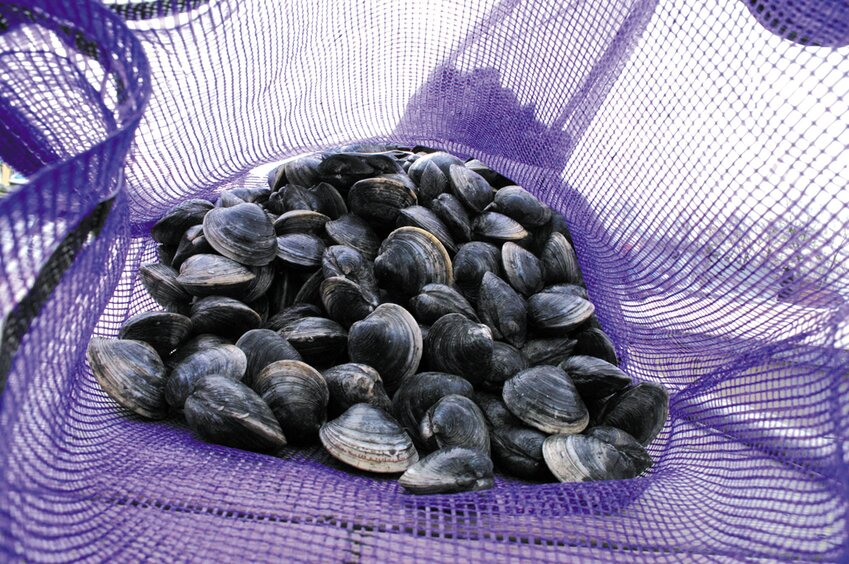 Sometimes referred to as &ldquo;black  gold,&rdquo; these littleneck clams were harvested by Oakland Beach quahogger Jody King of Oakland Beach. King was out fishing in Area E on Monday, working off the shoreline of homes on Shawomet Avenue.  Beacon Media photo