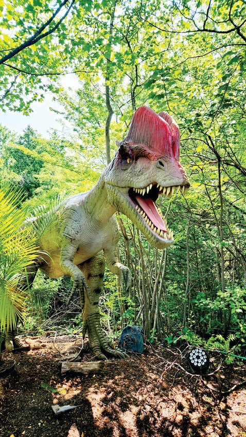 Dinosaurs are back! Sightings of these prehistoric giants have been reported in the wetlands at Roger Williams Park Zoo. Have these ancient creatures taken up residence once more, or have they been lurking undetected for the past 65 million years?    From April 6 through August 10, visitors are invited to journey back to the Jurassic era and embark on an unfor-gettable adventure in the Zoo&rsquo;s latest exhibit, &ldquo;Return of the Dinosaurs,&rdquo; where they can step beyond the safety of the Zoo&rsquo;s familiar paths and venture into uncharted, wild territory, where colossal brachiosaurs tower overhead, ve-lociraptors stalk through the brush, and a fearsome T. Rex awaits to greet the boldest explorers.     Discover how scientific understanding of dinosaurs has evolved over time&mdash;from groundbreaking research in paleontology to their enduring legacy in popular culture. Whether you&rsquo;re a lifelong dinosaur enthusiast or a curious adventurer, &ldquo;Return of the Dinosaurs&rdquo; offers an unforgettable, immersive experience for guests of all ages.    This is a one-of-a-kind opportunity to come face-to-face with some of history&rsquo;s most incredible creatures.     Special Dinosaur Events:  Sensory Mornings  April 27 &amp; July 6 &bull; 8-9 am  Special sensory-friendly mornings an hour before the trail opens to the public: designed for those with autism spectrum disorders (ASD) and sensory processing differences and their families. (Zoo will open at 9 am)     Dinosaur Family Nights  June 14 &amp; August 9 &bull; 5-9 pm  Families can journey back in time and enjoy an evening at the Zoo.