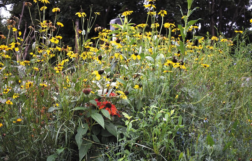 Pollinator pathways can come in all shapes and sizes, from gardens to pots. Frank Carini/ecoRI News