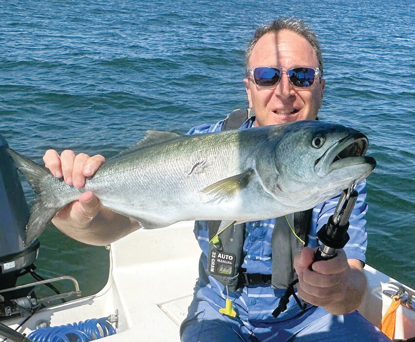 One for the smoker: Steve Brustein of Warwick with a Narragansett Bay bluefish, now mixed in with striped bass and being caught throughout the Bay. Submitted photo
