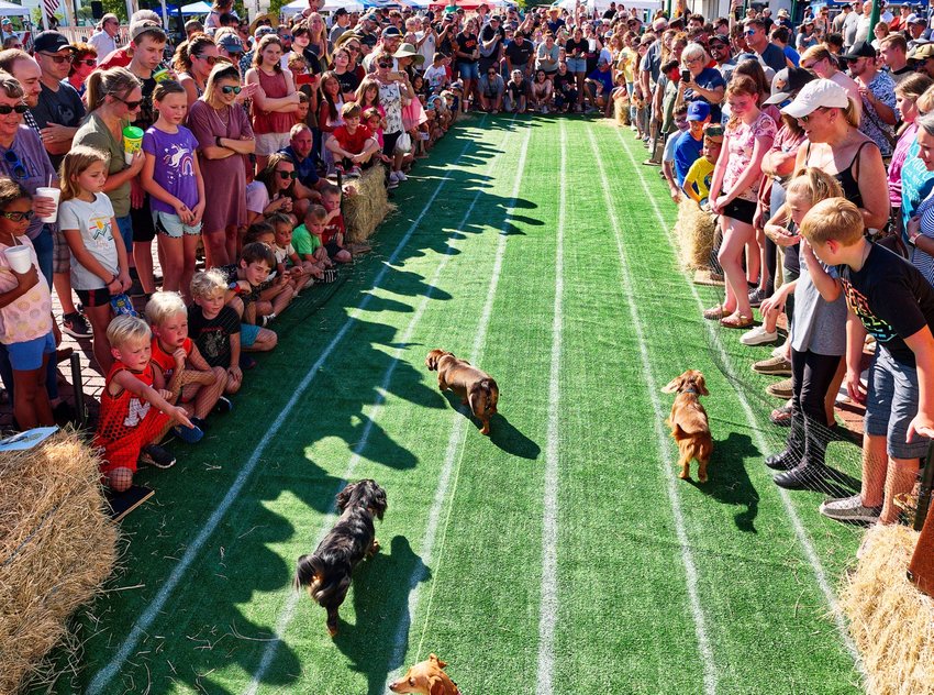 The weenie dog races drew a throng of spectators to downtown Mineola during the Iron Horse Heritage Festival Saturday.