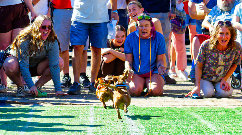 Dachshund owners encourage their pets at the finish line of the annual Weenie Dog Races held during the Iron Horse Heritage Festival in downtown Mineola Saturday.